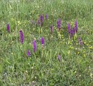 IMG_5994.jpg