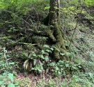 IMG_4229.jpg
