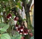 IMG_2360.jpg