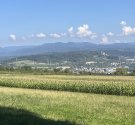 IMG_4945.jpg