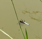IMG_0237.jpg